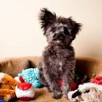 Brinquedos ecológicos para cães e gatos diversão sustentável para seu pet