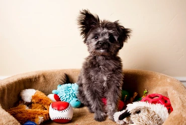 Brinquedos ecológicos para cães e gatos diversão sustentável para seu pet