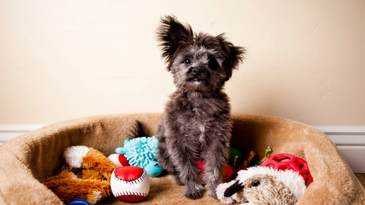 Brinquedos ecológicos para cães e gatos: diversão sustentável para seu pet