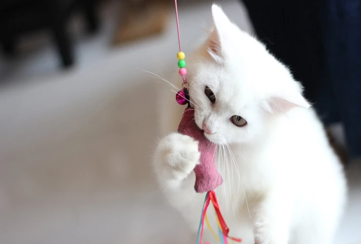 Brinquedos ecológicos para cães e gatos