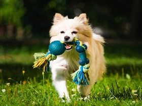 Brinquedos ecológicos para pets opções e benefícios que vão além da diversão