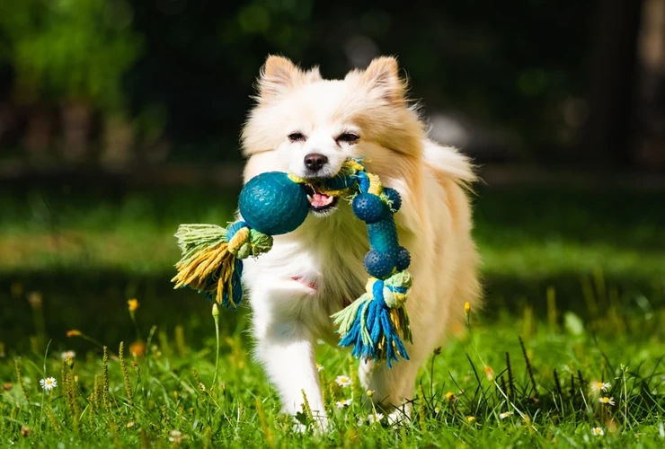 Brinquedos ecológicos para pets opções e benefícios que vão além da diversão