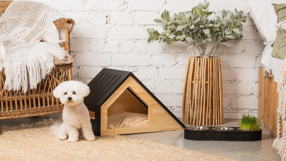 Como escolher acessórios ecológicos para seu pet: guia prático para tutores conscientes