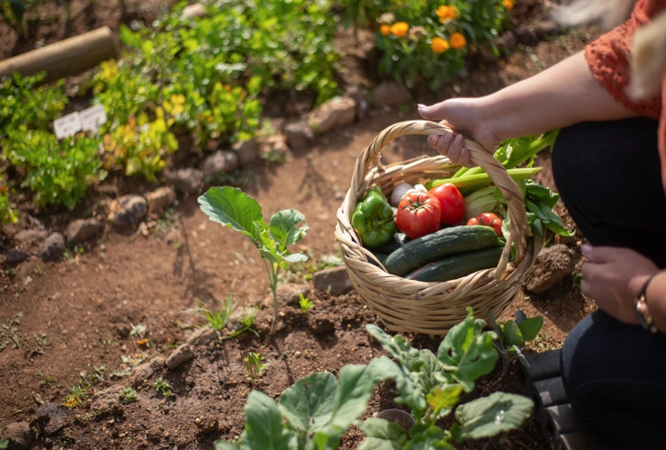 Como escolher as plantas certas para sua horta caseira