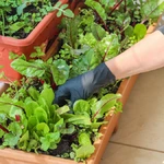 Como iniciar uma horta caseira passo a passo para cultivar saúde, sabor e sustentabilidade em casa