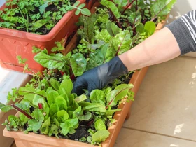 Como iniciar uma horta caseira passo a passo para cultivar saúde, sabor e sustentabilidade em casa
