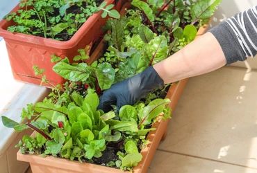 Como iniciar uma horta caseira passo a passo para cultivar saúde, sabor e sustentabilidade em casa