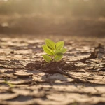 Impacto ambiental da produção de carne entenda por que pensar antes de consumir