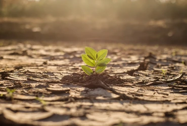Impacto ambiental da produção de carne entenda por que pensar antes de consumir