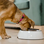 Ração natural caseira guia definitivo para alimentar seu pet com saúde e sabor