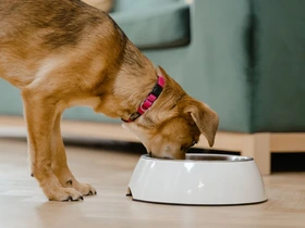 Ração natural caseira guia definitivo para alimentar seu pet com saúde e sabor
