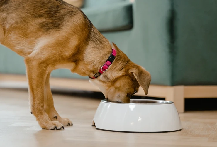 Ração natural caseira guia definitivo para alimentar seu pet com saúde e sabor