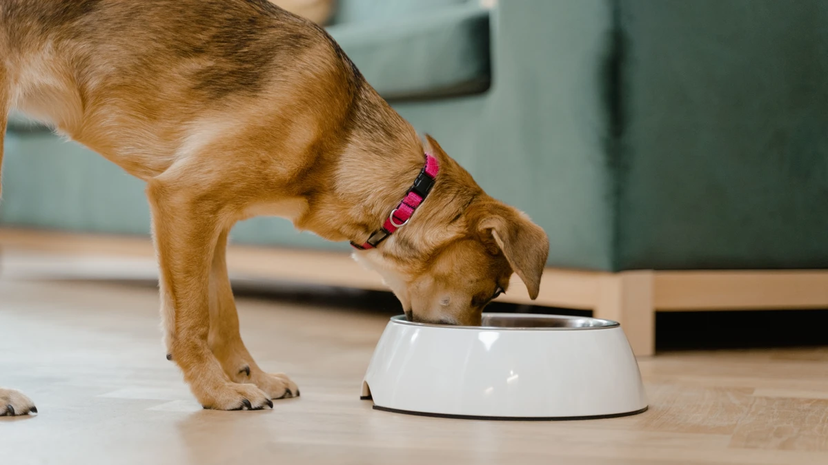 Ração natural caseira: guia definitivo para alimentar seu pet com saúde e sabor