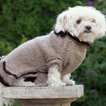 Roupas sustentáveis para animais de estimação conforto, estilo e consciência ecológica no dia a dia do seu pet