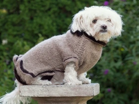 Roupas sustentáveis para animais de estimação conforto, estilo e consciência ecológica no dia a dia do seu pet