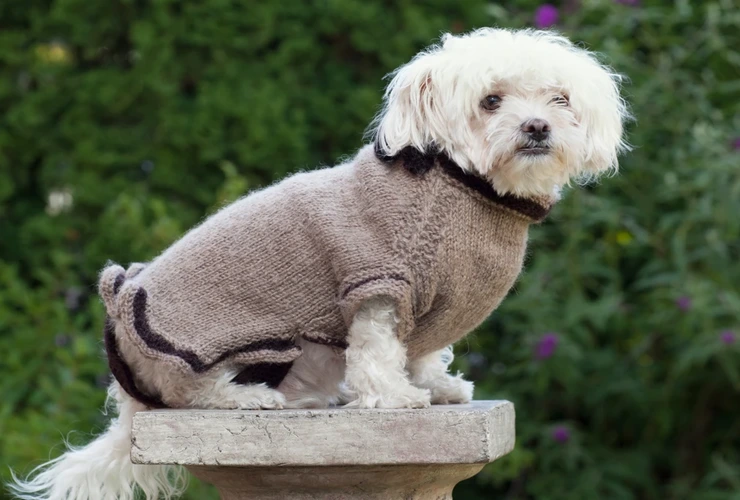 Roupas sustentáveis para animais de estimação conforto, estilo e consciência ecológica no dia a dia do seu pet