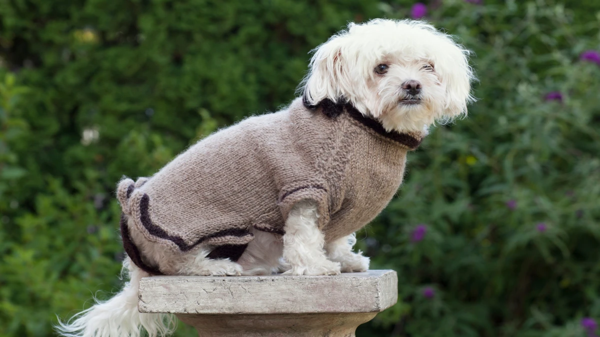 Roupas sustentáveis para animais de estimação conforto, estilo e consciência ecológica no dia a dia do seu pet