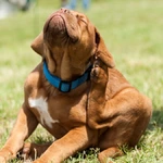 Adeus parasitas 5 soluções caseiras imbatíveis contra pulgas e carrapatos nos pets