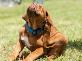 Adeus parasitas 5 soluções caseiras imbatíveis contra pulgas e carrapatos nos pets