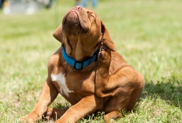 Adeus parasitas 5 soluções caseiras imbatíveis contra pulgas e carrapatos nos pets