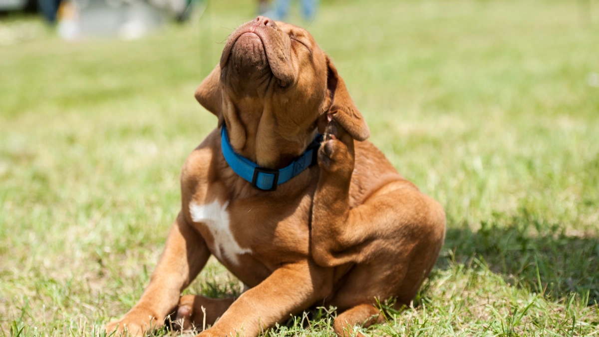 5 opções caseiras para controlar pulgas e carrapatos nos pets com segurança