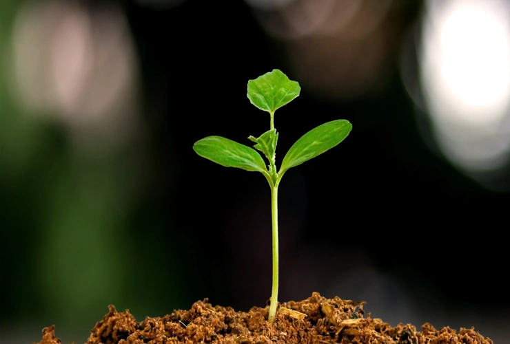 Agricultura regenerativa