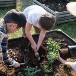 Como fazer horta em casa confira 8 passos importantes