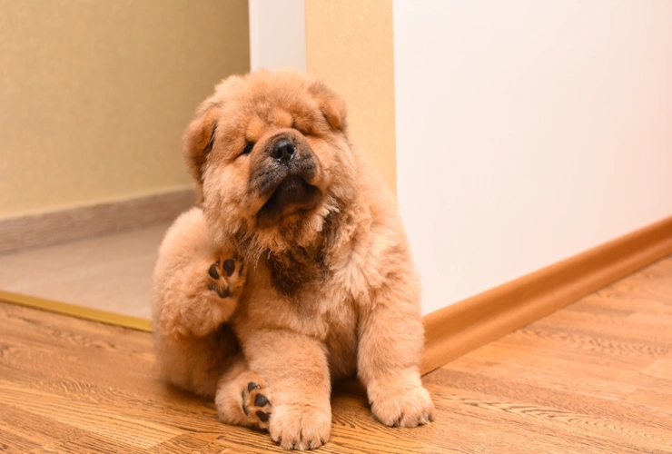 Repelente natural antipulgas para cães